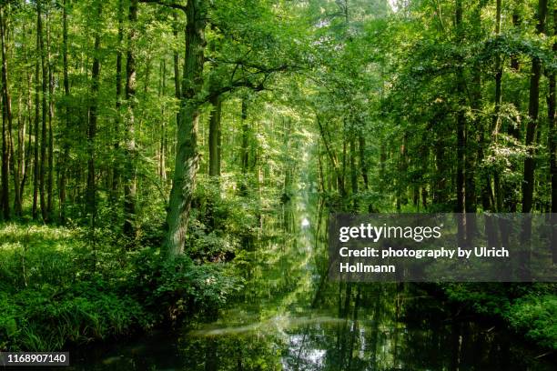 the spreewald biosphere reserve, brandenburg, germany - spreewald stock-fotos und bilder