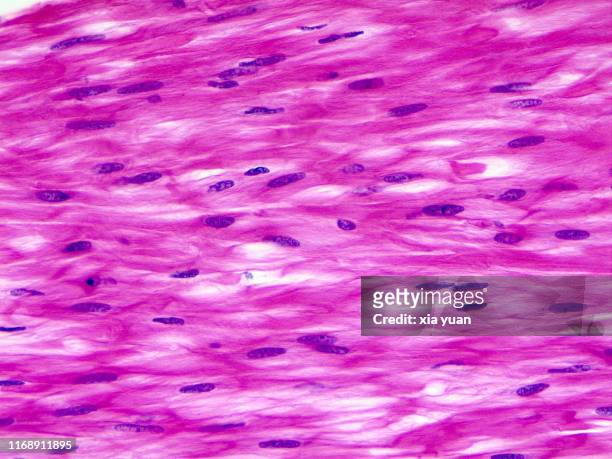 smooth muscle longitudinal section,40x light micrograph - light micrograph stock pictures, royalty-free photos & images