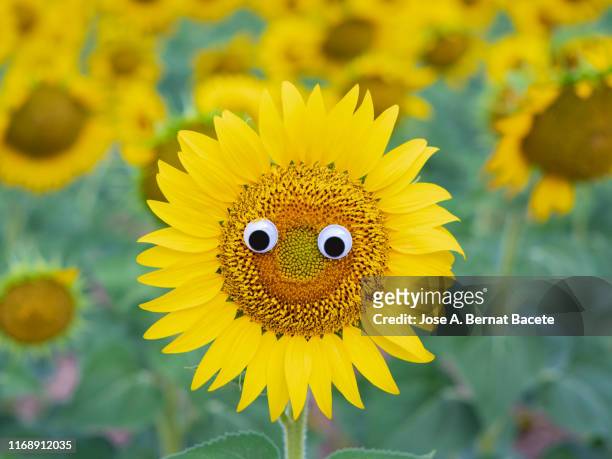 drawing of a face and smiling eyes on a sunflower flower. - sonnenblume stock-fotos und bilder