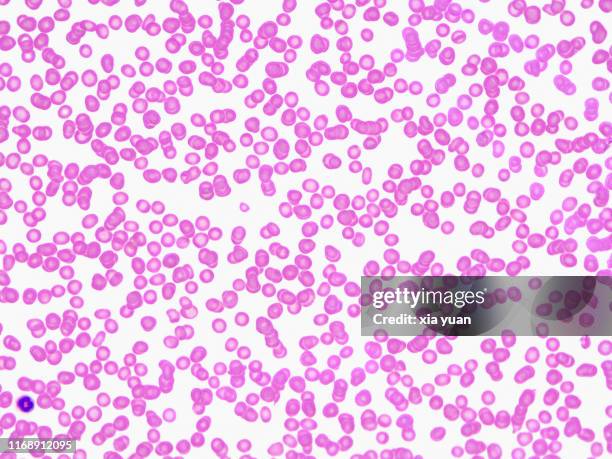 red blood cells,40x light micrograph - red blood cell stock pictures, royalty-free photos & images