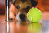 Funny concept for 404 error page with dog looking for tennis ball under sofa