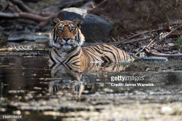 bengal tiger bathing in pool - ranthambore national park stock pictures, royalty-free photos & images