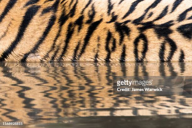 bengal tiger stripe pattern reflection in pool - ranthambore national park stock pictures, royalty-free photos & images