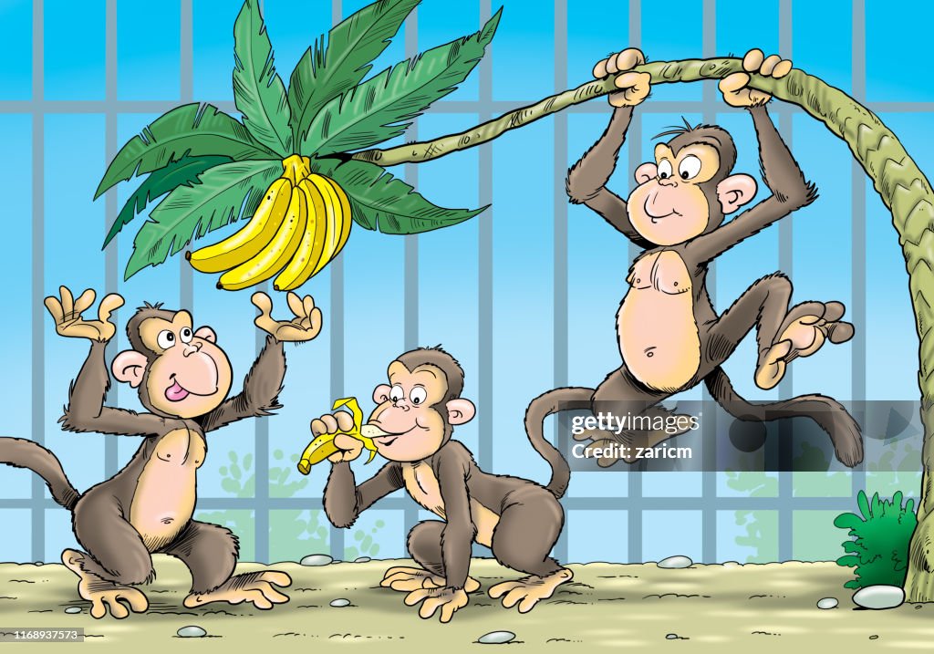 Cartoon Happy Monkeys And Bananas High-Res Vector Graphic - Getty Images Cartoon Happy Monkeys And Bananas High-Res Vector Graphic - Getty Images