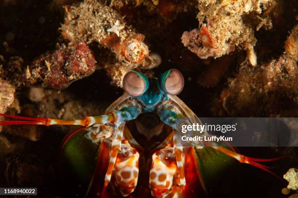 peacock mantis shrimp - mantis shrimp stock pictures, royalty-free photos & images