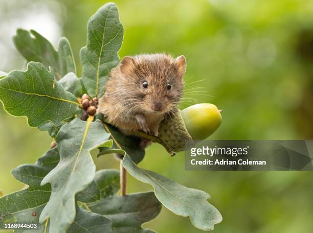bank vole on branch with acorn - volea stock pictures, royalty-free photos & images