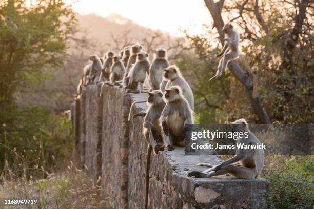 hanuman langur monkeys sitting on wall - ranthambore national park stock pictures, royalty-free photos & images