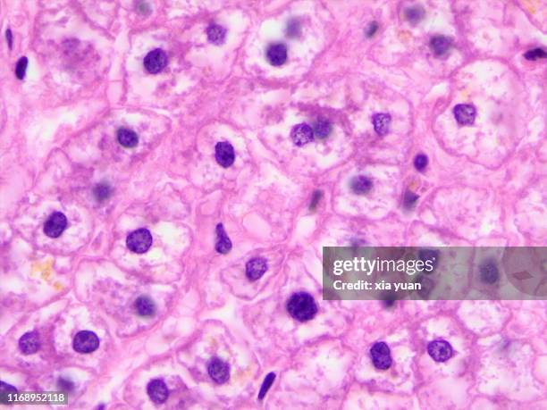 577 Animal Cell Structure Photos and Premium High Res Pictures - Getty Images 577 Animal Cell Structure Photos and Premium High Res Pictures - Getty Images