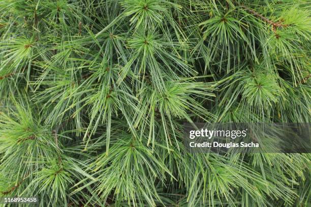 eastern white pine (pinus strobus) - eastern white pine stock pictures, royalty-free photos & images