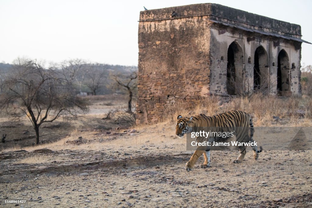 Bengal tigress walking close to historic hunting palace outbuilding