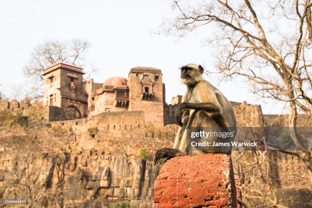Hanuman langur monkey resting on wall in front of Ranthambhore Fort