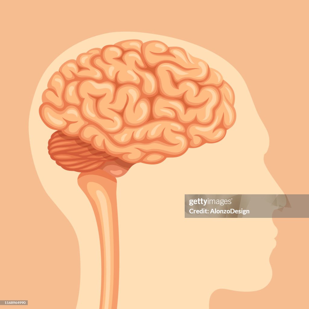Anatomie du cerveau humain