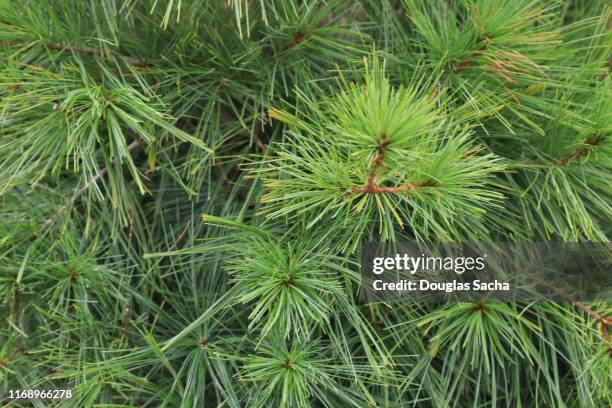 eastern white pine (pinus strobus) - pinus strobus stock pictures, royalty-free photos & images