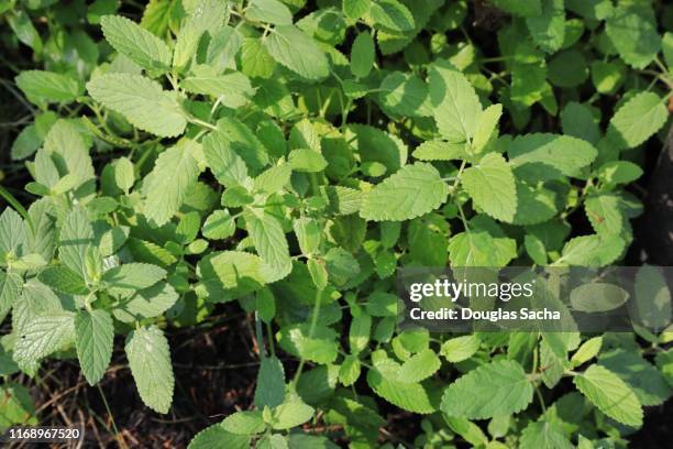 catmint herb plant (nepeta lamiaceae) - catmint stock pictures, royalty-free photos & images