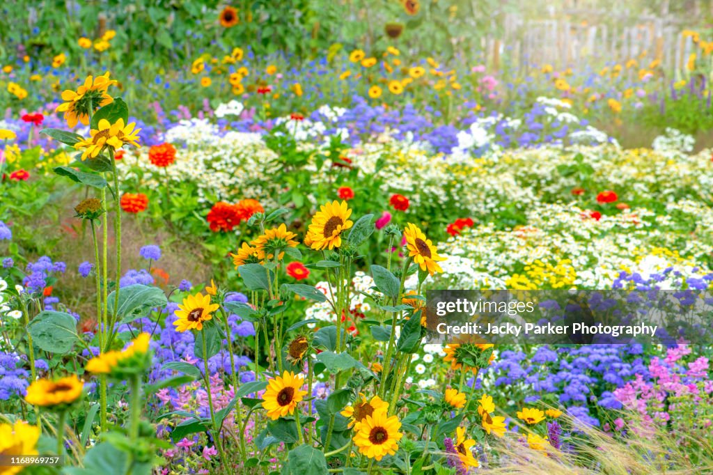 Beautiful, colourful flowers in an English cottage summer garden with sunflowers, Zinnia and grasses in soft sunshine