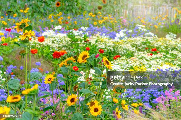 beautiful, colourful flowers in an english cottage summer garden with sunflowers, zinnia and grasses in soft sunshine - fiore di campo foto e immagini stock