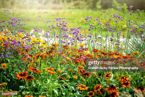 beautiful summer flower border with purple verbena bonariensis - purpletop vervain and orange and yellow rudbeckia - coneflowers flowers - vervain stock pictures, royalty-free photos & images