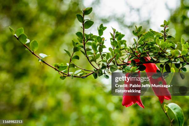 chile. copihue, chilean national flower - chilean bellflower stock pictures, royalty-free photos & images