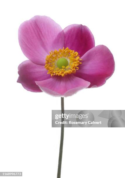 pink japanese anemone flower, anemone hupehensis, on white. - pistil stock pictures, royalty-free photos & images