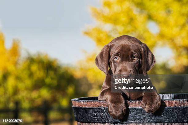 chocolate labrador puppy in a faux wooden barrel - 8 weeks old - labrador retriever stock pictures, royalty-free photos & images