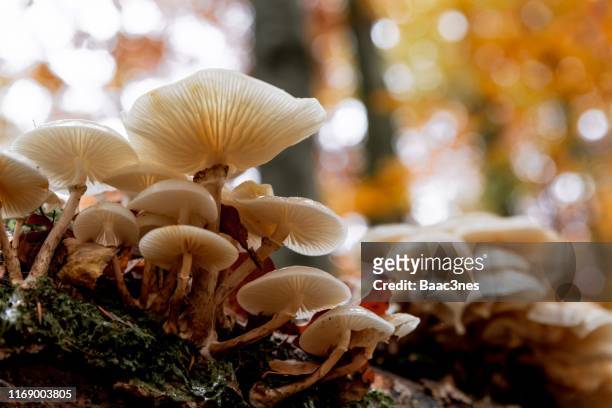 autumn - mushrooms growing on a tree trunk - hongos fotografías e imágenes de stock