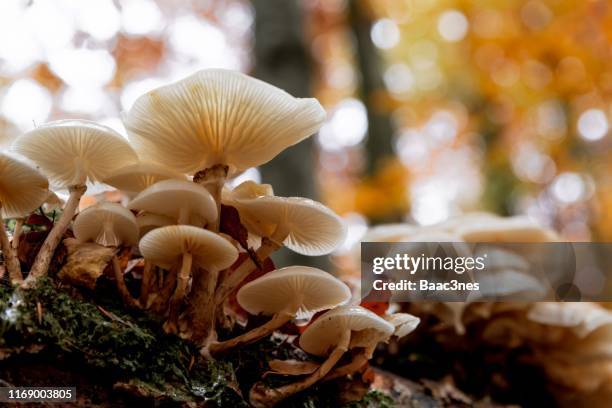 autumn - mushrooms growing on a tree trunk - wilderness area stockfoto's en -beelden