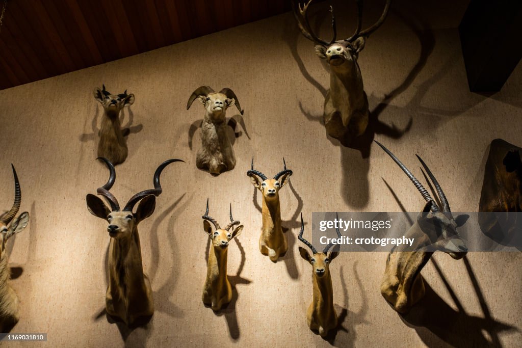 Close-up of animal heads mounted on a wall