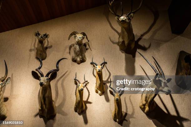 close-up of animal heads mounted on a wall - jagdtrophäe stock-fotos und bilder