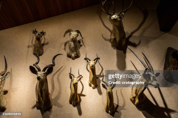 close-up of animal heads mounted on a wall - taxidermia imagens e fotografias de stock