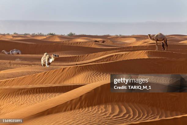 five camels in the desert, riyadh, saudi arabia - riyadh foto e immagini stock