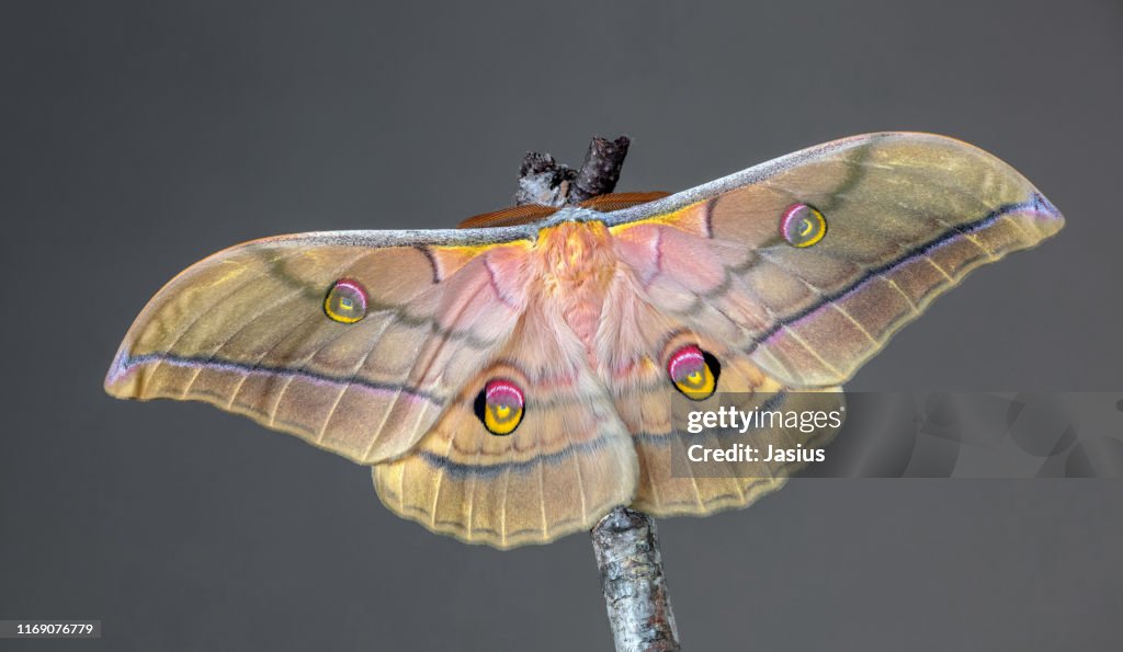 Antheraea yamamai – Japanese silk moth