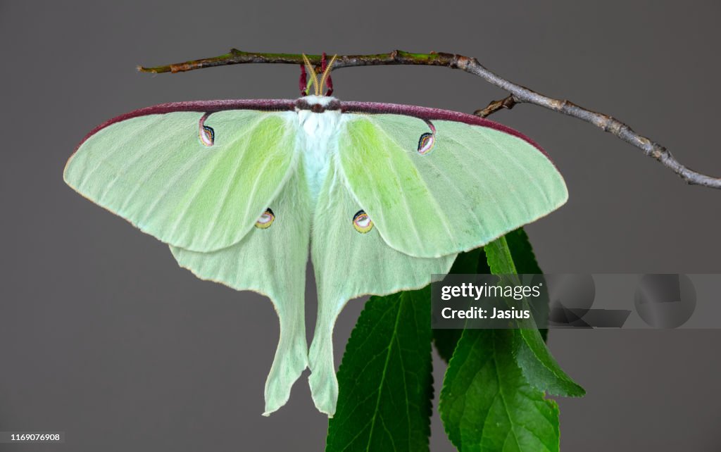 Actias luna – luna moth