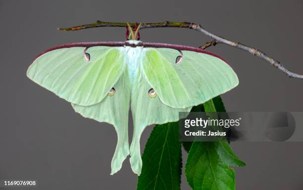 actias luna – luna moth - luna moth stock pictures, royalty-free photos & images
