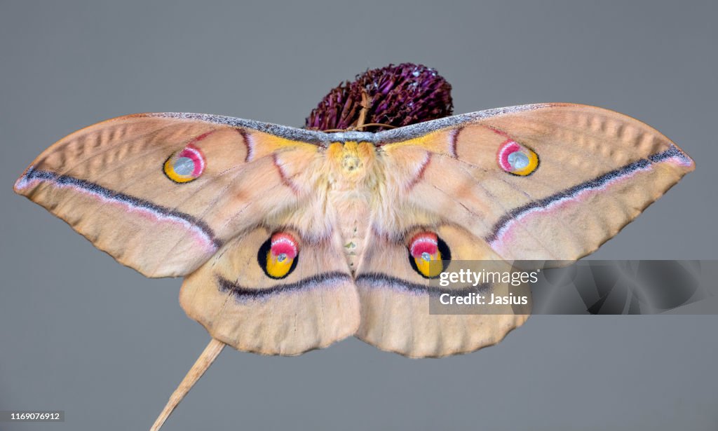 Antheraea yamamai – Japanese silk moth