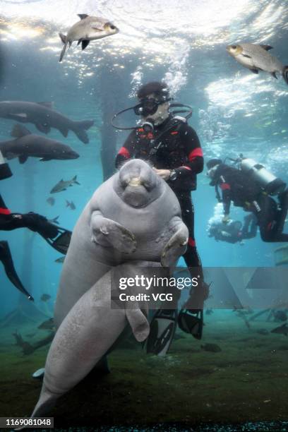 Female African manatee cub 'Fei Fei', 50 days old and 50 kilograms in weight, makes its public debut with her mother at Chimelong Ocean Kingdom on...