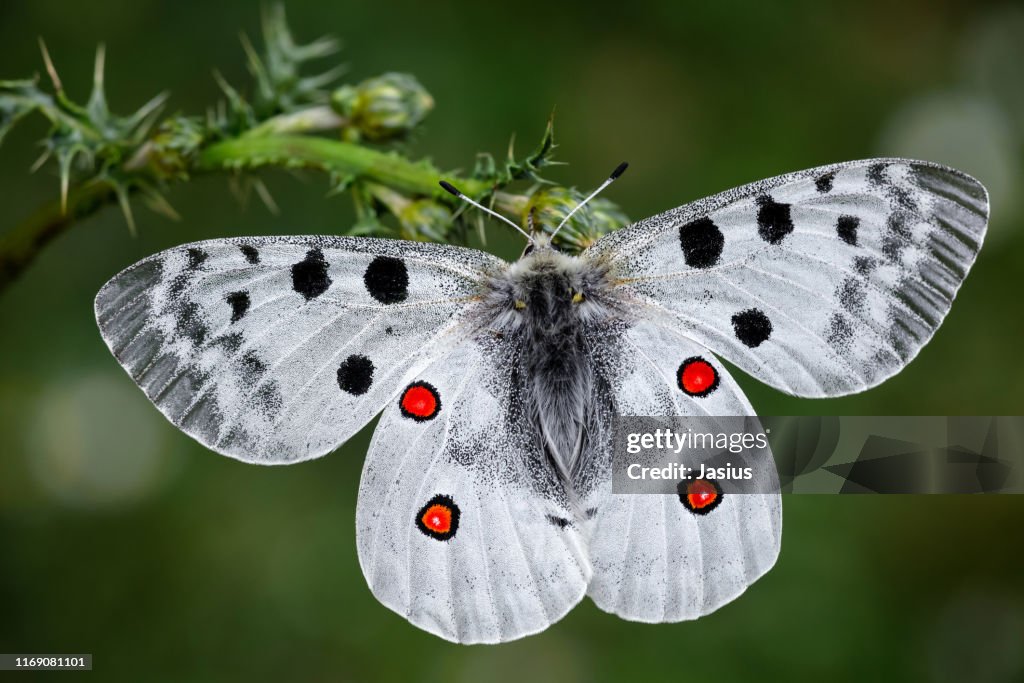 Parnassius apollo – Apollo butterfly