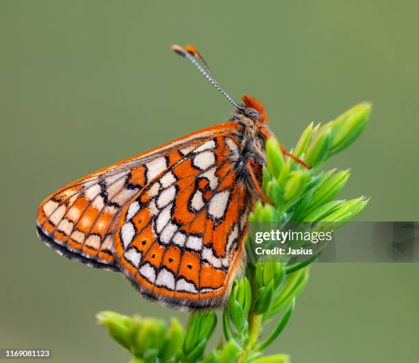 euphydryas cynthia – cynthia's fritillary butterfly - parelmoervlinder stockfoto's en -beelden