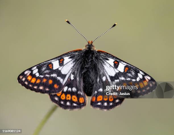 euphydryas cynthia – cynthia's fritillary butterfly - papillon fritillaire photos et images de collection