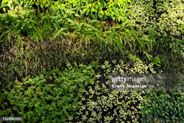 green wall on the shop - versterkte muur stockfoto's en -beelden