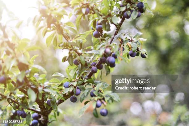 sloe berries - gin botanicals stock pictures, royalty-free photos & images
