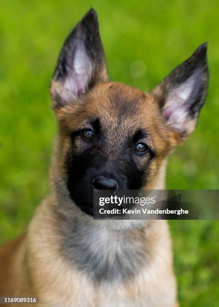 mechelse herderspup aan het spelen - belgian malinois stock-fotos und bilder