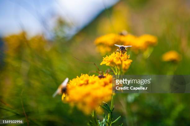 flore - pollinisation de fleurs - pollinisation stock pictures, royalty-free photos & images