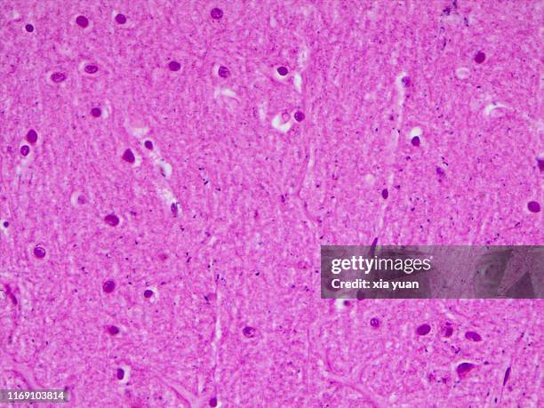 molecular layer of cerebellar cortex,40x light micrograph - ヘマトキシリンエオジン染色 ストックフォトと画�像