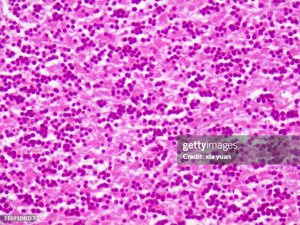 granular layer of cerebellar cortex,40x light micrograph - hematoxylin and eosin staining stockfoto's en -beelden