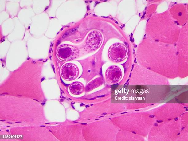 84 Cell Membrane Animal Cell Photos and Premium High Res Pictures - Getty Images 84 Cell Membrane Animal Cell Photos and Premium High Res Pictures - Getty Images