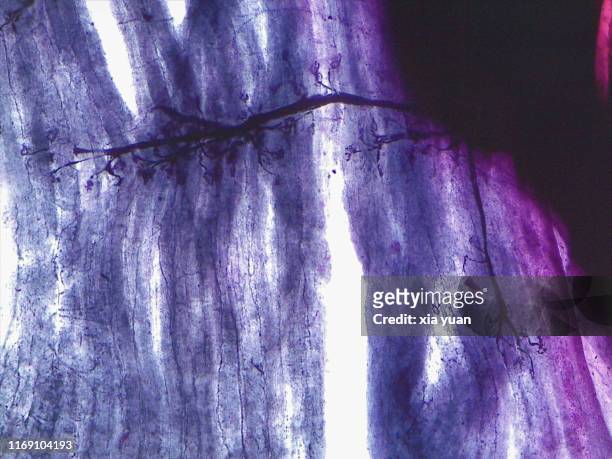 motor end plate,10x light micrograph - motor neuron stock-fotos und bilder