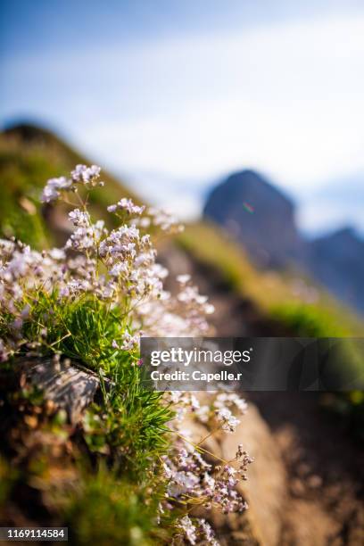 flore - petites fleurs blanches de haute montagne - fleurs montagne stock pictures, royalty-free photos & images