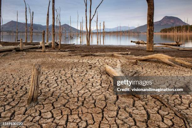 drought, cracked soil - dead plant stock pictures, royalty-free photos & images