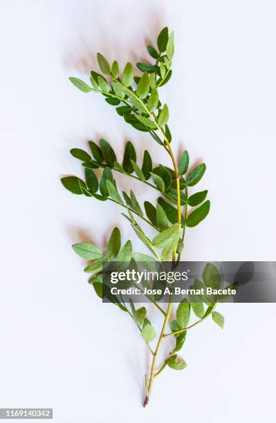 full frame, close-up of leafs of (dictamnus hispanicus) on a white background. - thymian stock-fotos und bilder