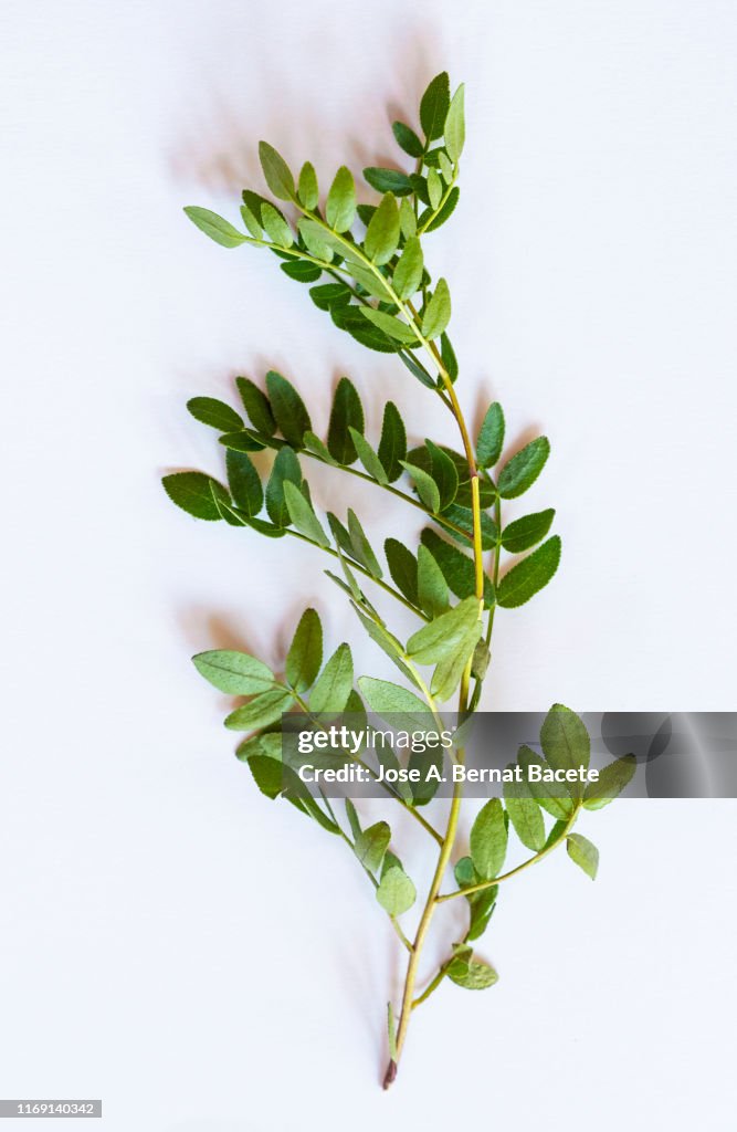 Full frame, close-up of leafs of (Dictamnus hispanicus) on a white background.